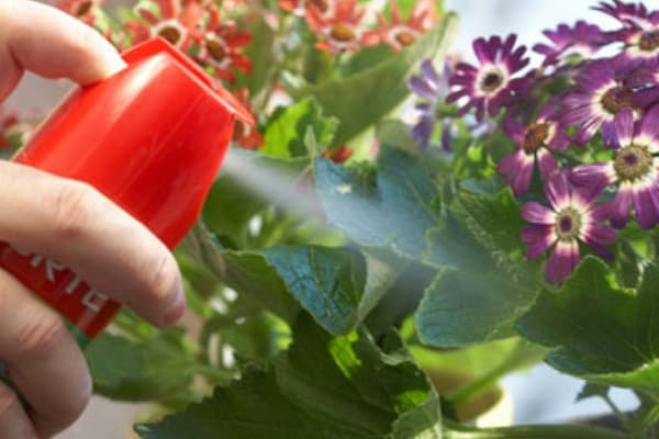 Bir böcek ilacı ile kapalı çiçek püskürtme