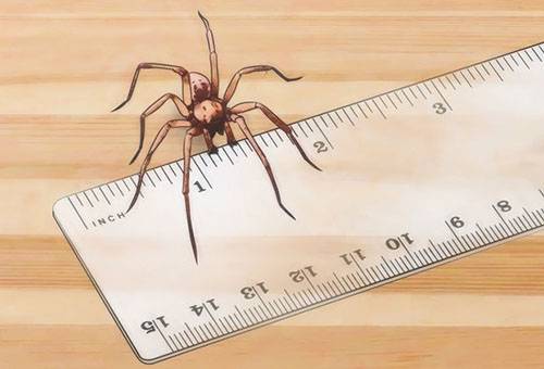 Dimensions d'une araignée tramp