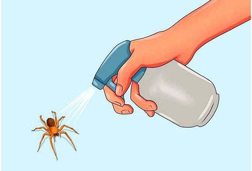 Combattez avec des araignées