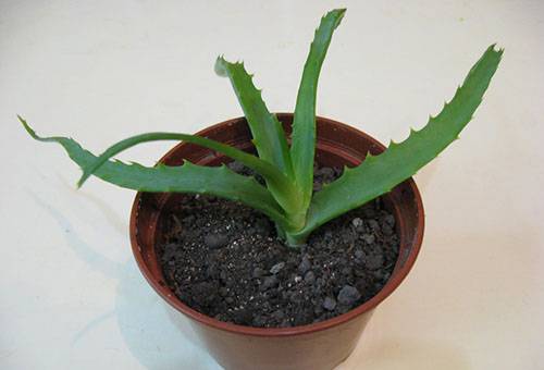 Aloe plantado