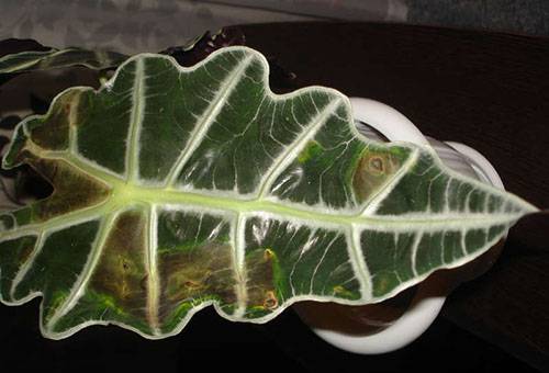 Alocasia sick leaf
