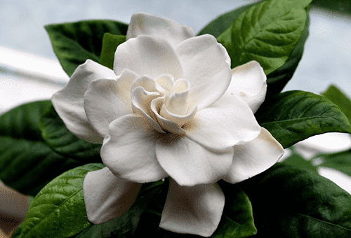 Flor de gardenia