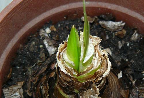 Hippeastrum onion sprout