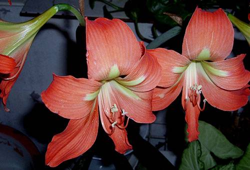 Hippeastrum blomster