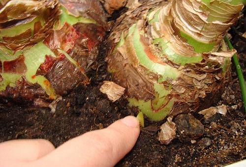 Hippeastrum transplantation and reproduction