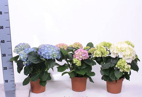 Hortensia van verschillende kleuren in potten