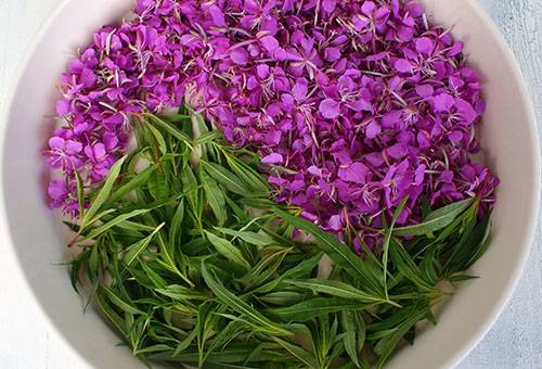 Flores y hojas de té Ivan