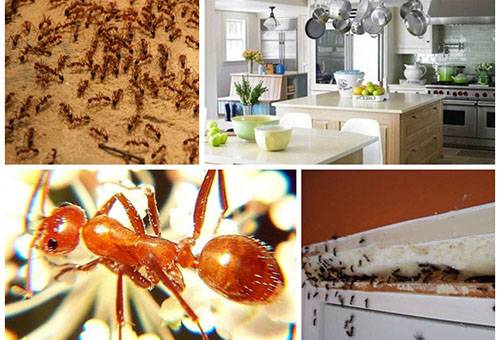 Mga pulang ants sa apartment