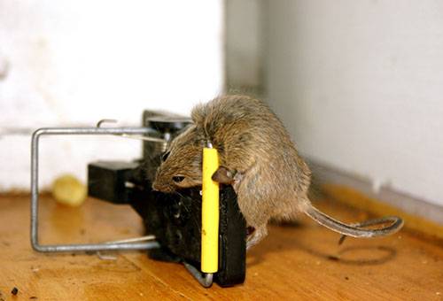 Il ratto catturato in una trappola per topi