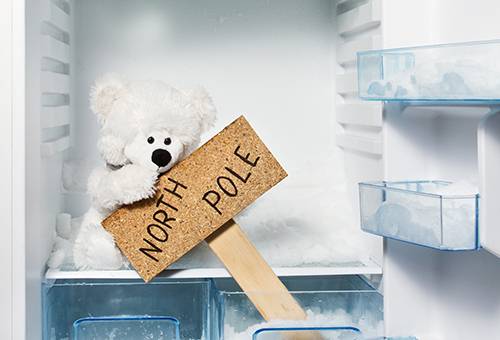 Congelator pentru urs polar