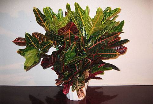 Croton in a ceramic pot