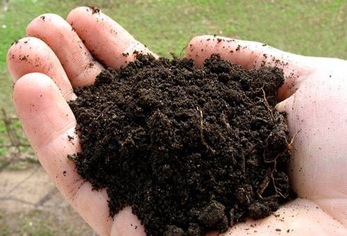 Növénytranszplantációs talaj