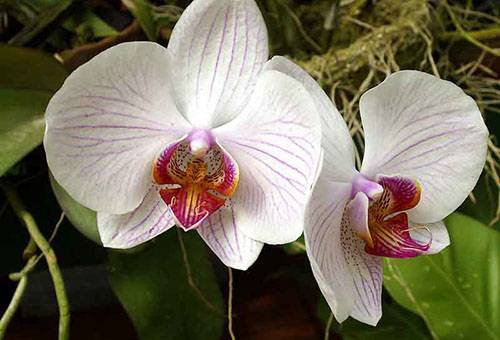Flores de orquídeas de interior
