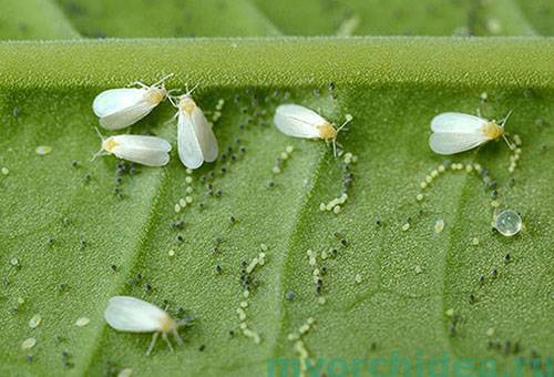 Whiteflies on a plant leaf
