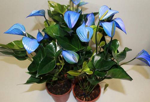אנתוריום עם פרחים כחולים