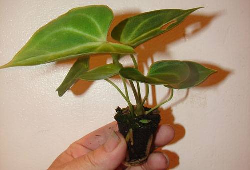 Young sapling of anthurium