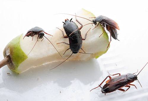 Cucarachas negras comiendo un trozo de pera