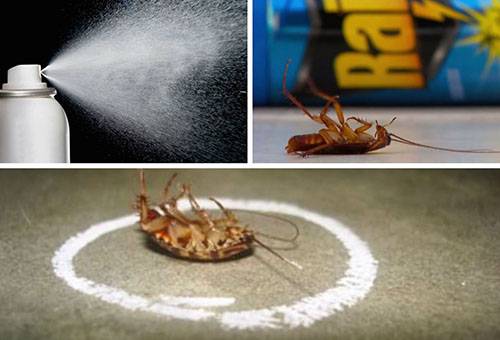 Środki na karaluchy