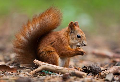 Veverička nahlodáva borovicové oriešky