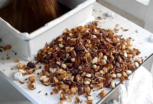 Čistenie borovicových orechov