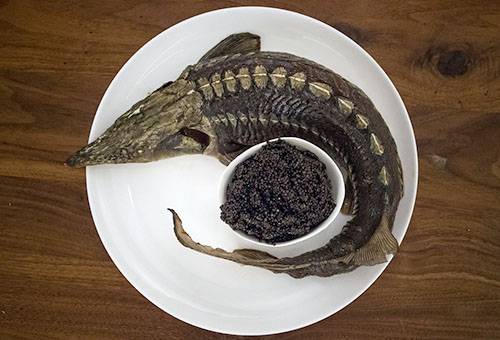 Sterlet con caviar