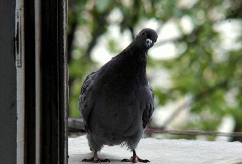 Pigeon peers through an apartment window