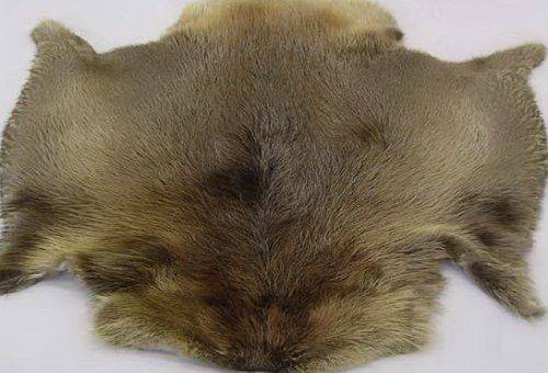 bleached beaver fur