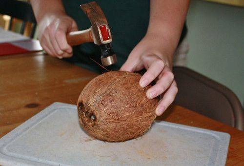 marteau sur la noix de coco