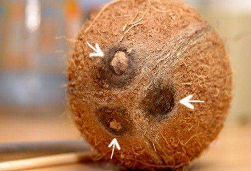 tri otvory v kokosovom orechu