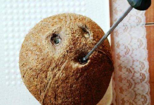 en omvendt i kokosnøtthullene