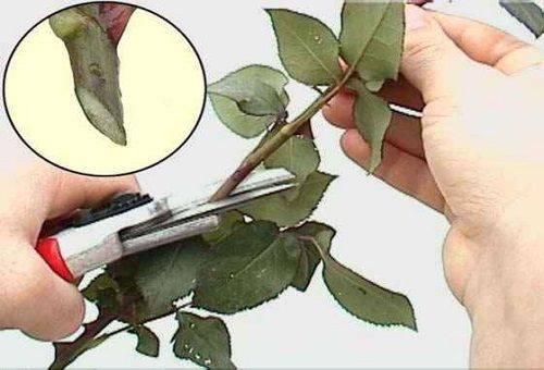 how to cut a rose