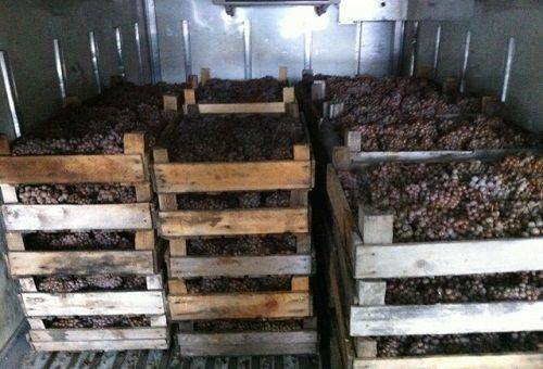 grapes in boxes