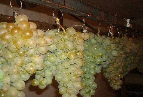 hanging grapes