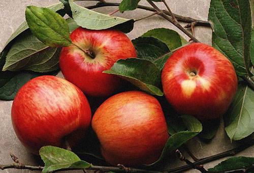 Pommes rouges d'automne