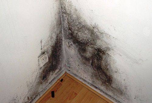 mold in the corner of the room