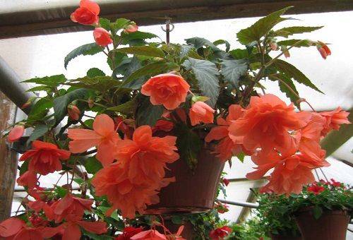 fleurs de bégonia rouge