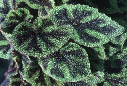dekorativt blad begonia