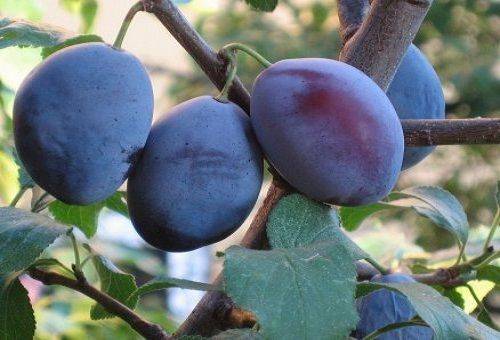 plum fruit on a tree