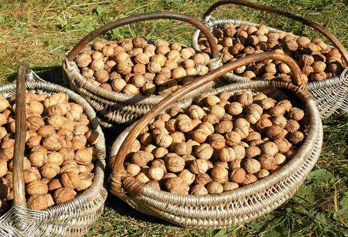 drying walnuts in baskets