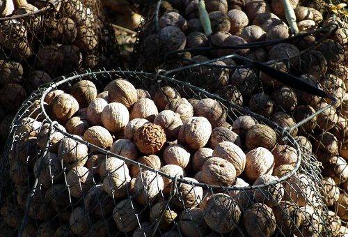 drying walnuts in nets