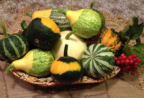 Harvest of decorative pumpkins