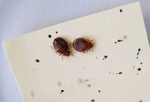 Bed bugs