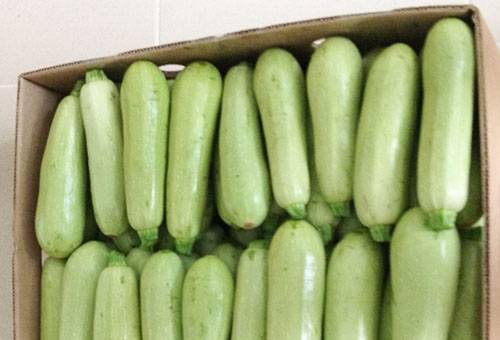 Zucchini in a box