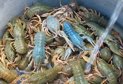 Crayfish storage in water