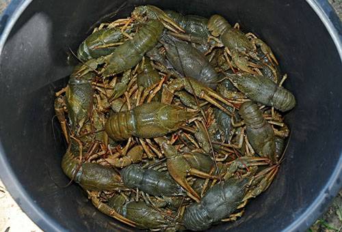 Armazenamento seco de lagostins