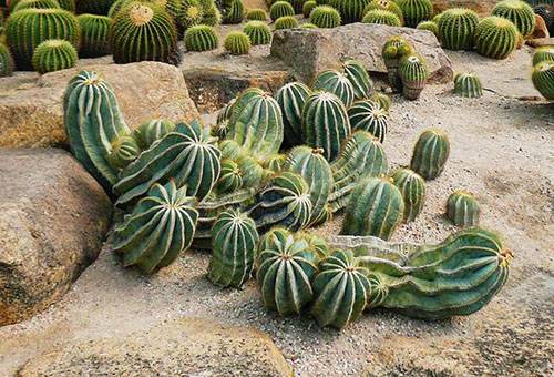 Cactus à l'état sauvage
