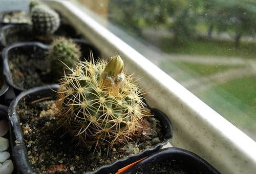 Cactussen op de vensterbank