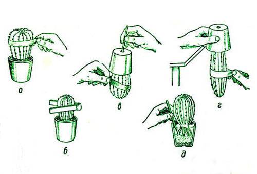 Cactus transplantatie patroon