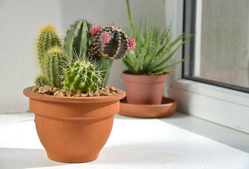 Diferentes tipos de cactus en una maceta