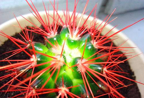 Cactus con agujas rojas